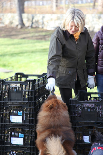 G.K!  Martha is just teasing you.  Dogs don't eat bulbs.