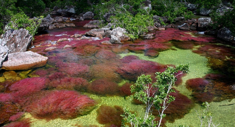  نهر الألوان الخمسة أجمل أنهار العالم  Cano-cristales-1%25255B2%25255D