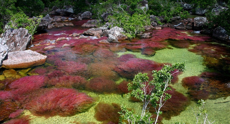  نهر الالوان الخمسة من اجمل انهار العالم : Cano-cristales-1%25255B2%25255D