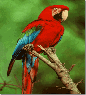 Macaw