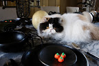 Her eyes were drawn to the colorful little pumpkins.