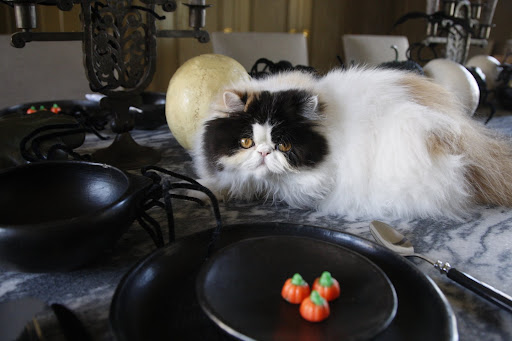 Her eyes were drawn to the colorful little pumpkins.