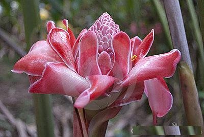 [Etlingera%2520elatior%2520Pink%2520torch%255B3%255D.jpg]