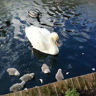 Swan and Cygnets - Valentines Park, Uploaded: 16 May 2012 at 14:48 