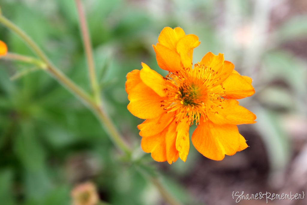 [orange-flower3.jpg]