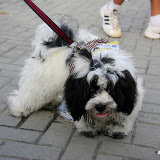 Pet Express Doggie Run 2012 Philippines. Jpg (118).JPG