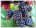 Blackberry 9780 Bold 3 Libre Wifi 5mpx 624mhz - Os 7 - 2012