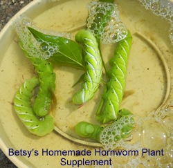 [hornworms%255B3%255D.jpg]