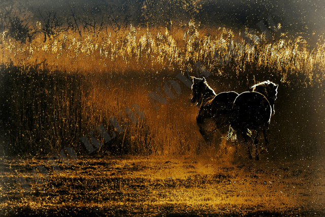 D_Željko_Varmuž_Večerna igra.JPG