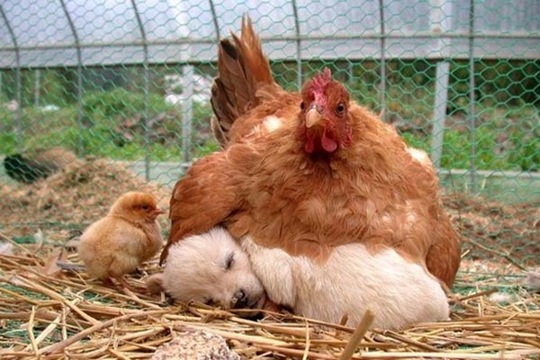 [tired-cute-animals-17%255B2%255D.jpg]