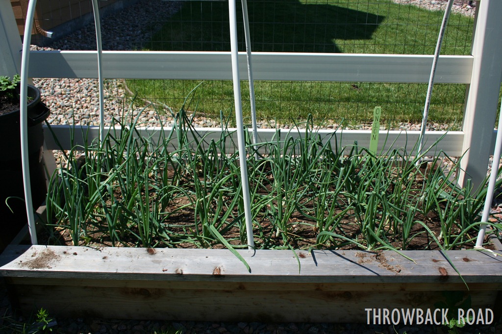[garden%2520home%2520july%25202012%2520046%255B3%255D.jpg]
