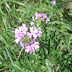 Dscf0798