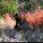 American black bear