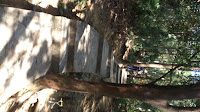 DSC_0534.jpg Photo