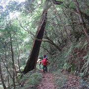 福巴越嶺順登檜山