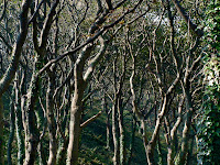 Through woodlands
