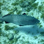 Big Fish - Noumea, New Caledonia