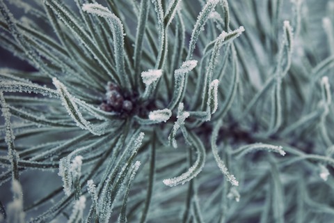 vladstudio_siberianwinter2_480x320