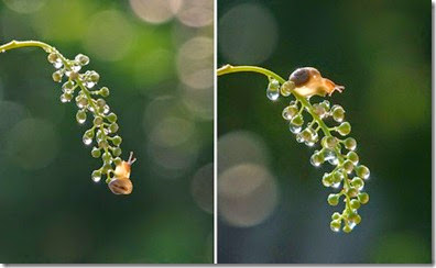 Macro-photos-of-snails-by-vyacheslav-mishchenko-11-600x368