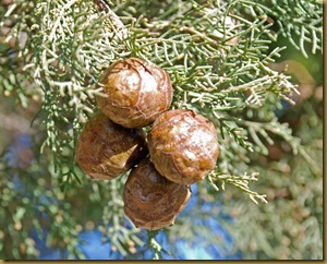 bacche di cipresso