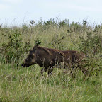 Warzenschwein im Ngorongorokrater © Foto: Ulrike Pârvu | Outback Africa Erlebnisreisen
