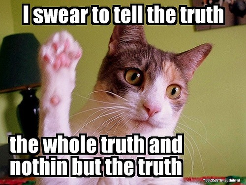 [lolcat-court-climate-change8.jpg]