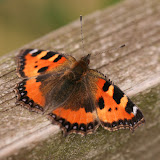 The lovely Small Tortoiseshell has gorgeous blue crescent-moon shape on the edges of its wings.