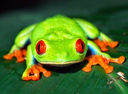 red-eyed-tree-frog-facts-for-kids