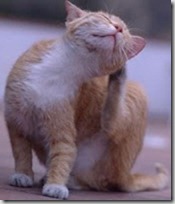 gatto pulci gatto pulci