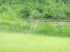 blue heron 6