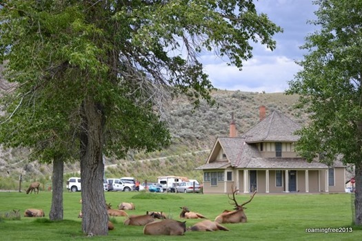 Elk lounging around Mammoth Hotel
