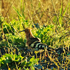 IMG_4941-Crop 1.jpg