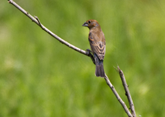 Female Blue Grosbeak