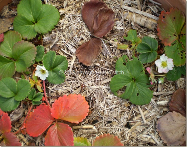 2012 winter strawberries