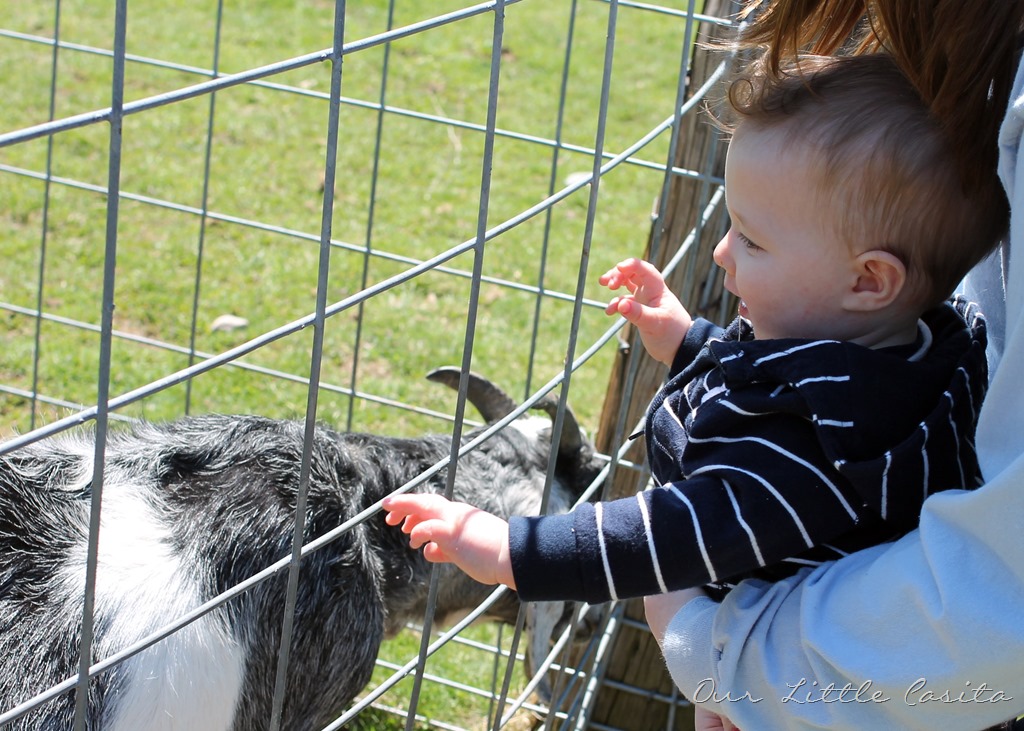 [goat4%255B3%255D.jpg]