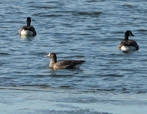 Hanging out with many Canada Geese