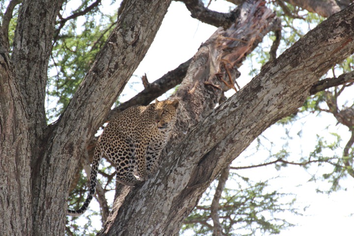 [October-20-2012-leopard-climbing-tre.jpg]
