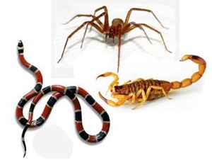 Quem e mais venenoso_ o escorpiao, a aranha ou a cobra