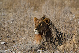 Lion - Etosha, Namibia