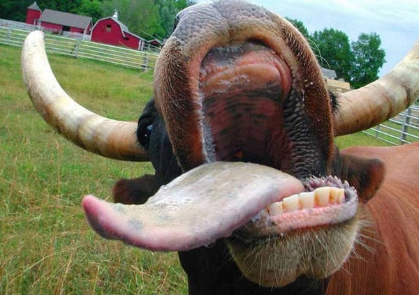 2- Ímãs de vacas 2- Ímãs de vacas