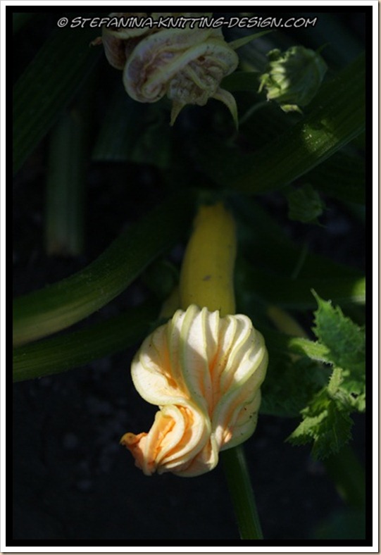 zucchini zucchini