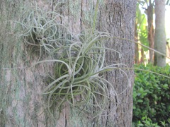Florida Marriott Cypress Harbour air plant on tree