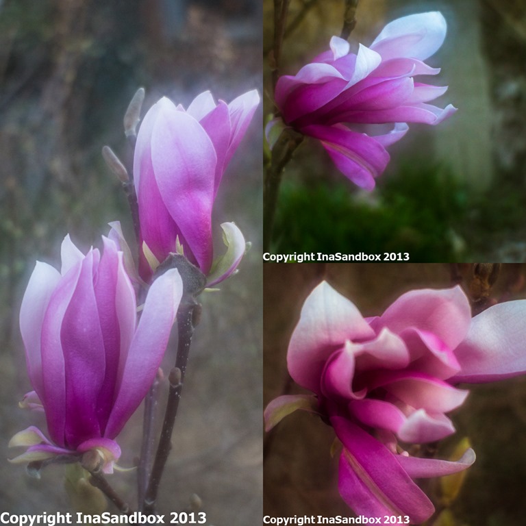 [magnolia%2520collage%255B4%255D.jpg]