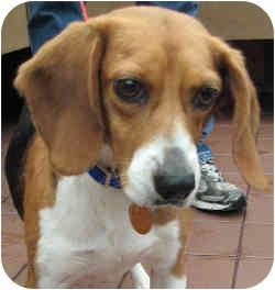 Queeny dreams of finding a forever home- she is in Port Washington N.Y. Queeny dreams of finding a forever home- she is in Port Washington N.Y.