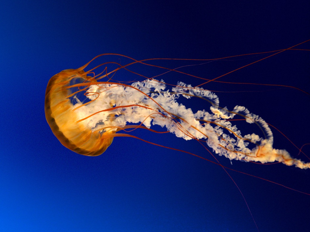 [Jellyfish%255B6%255D.jpg]