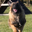 Billeder - Træning d. 16. oktober 2010