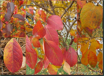 crepe myrtle leaves1119 crepe myrtle leaves1119