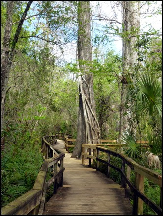 01 - Fakahatchee Strand Boardwalk