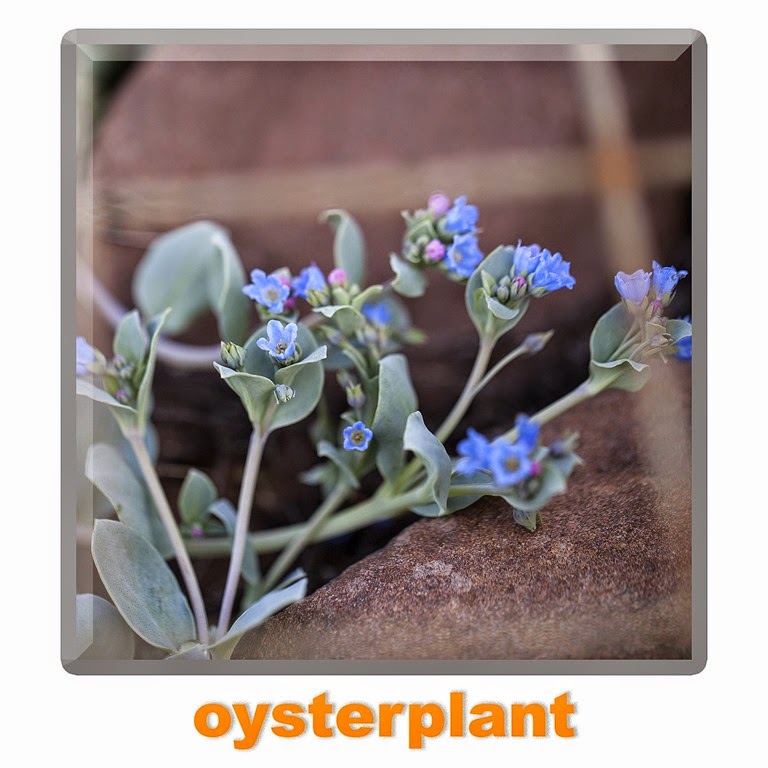 [oysterplant4.jpg]