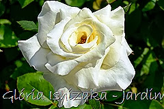 27   - Glória Ishizaka - Rosas do Jardim Botânico Nagai - Osaka